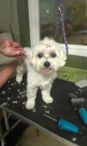white_dog_being_groomed_pooches_and_purrs